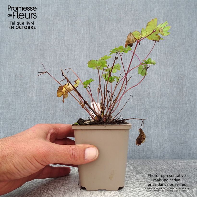 Exemplaar van Akelei Rose Barlow - Aquilegia vulgaris Kweekpotje van 8/9 cm zoals geleverd in de herfst
