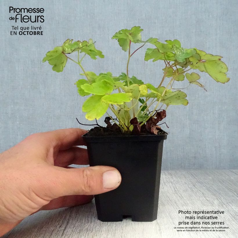 Exemplaar van Dwergakelei Ministar - Aquilegia flabellata Kweekpotje van 8/9 cm zoals geleverd in de herfst