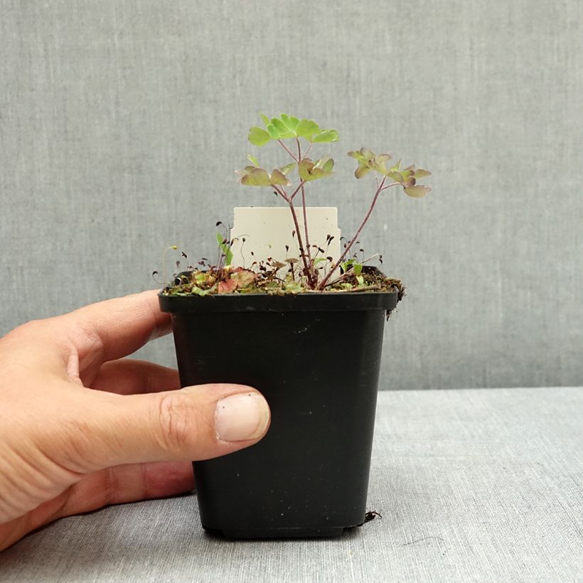 Exemplaar van Akelei Ruby Port - Aquilegia vulgaris Kweekpotje van 8/9 cm zoals geleverd in de zomer