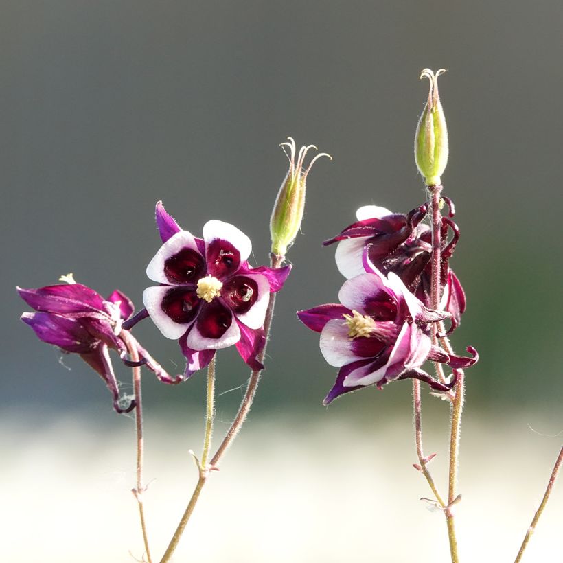 Akelei William Guiness - Aquilegia vulgaris (Bloei)