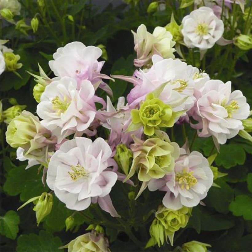 Akelei dubbel roze wit Winky Double Rose White - Aquilegia hybrida (Bloei)