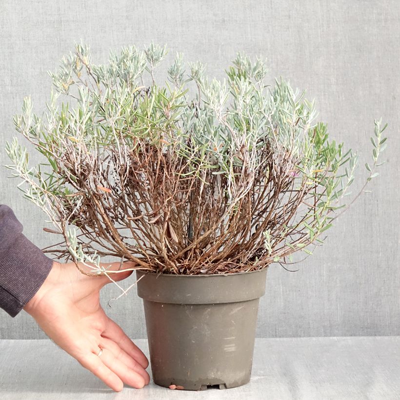 Exemplaar van Andromeda polifolia Blue Lagoon - Lavendelhei Pot van 2 l/3 l zoals geleverd in de herfst