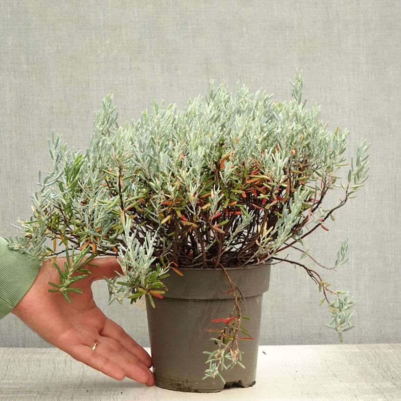 Exemplaar van Andromeda polifolia Blue Lagoon - Lavendelhei Pot van 2 l/3 l zoals geleverd in de zomer