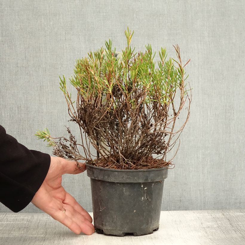 Exemplaar van Andromeda polifolia Nikko - Lavendelhei Pot van 2 l/3 l zoals geleverd in de herfst