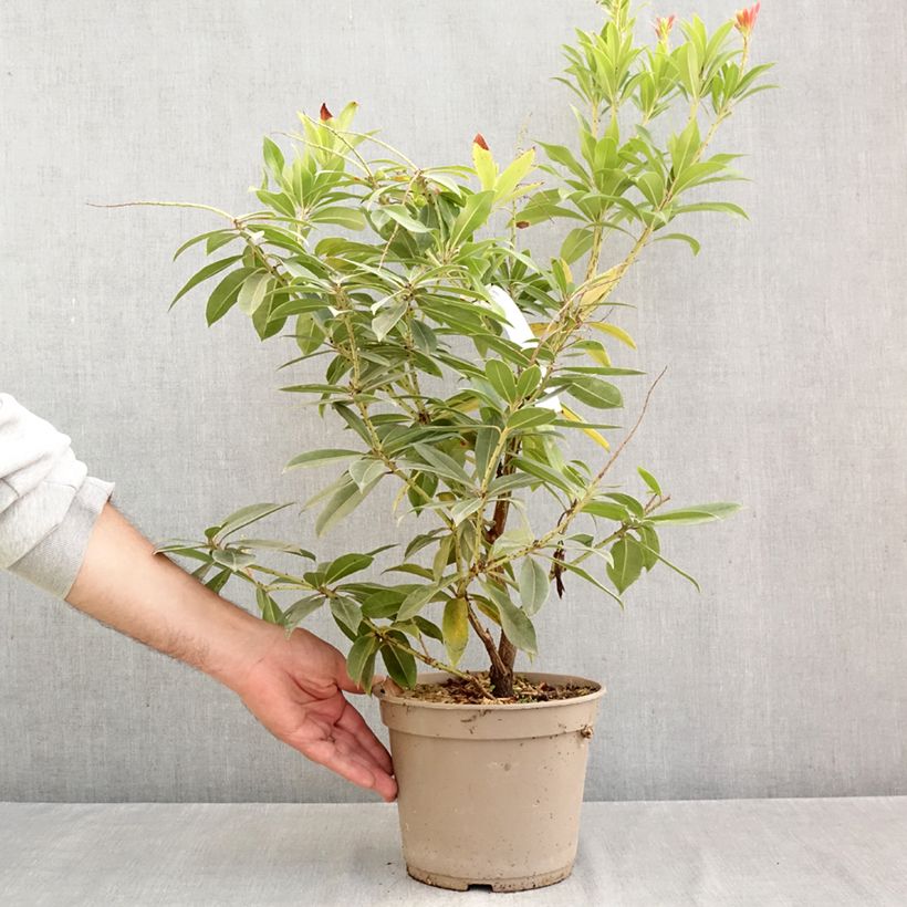 Exemplaar van Pieris formosa var. forrestii - Rotsheide Pot van 4 l/5 l zoals geleverd in de herfst