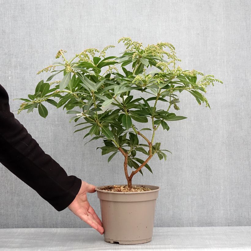 Exemplaar van Andromède de Formose - Pieris formosa var. forrestii Pot de 4L/5L zoals geleverd in de winter