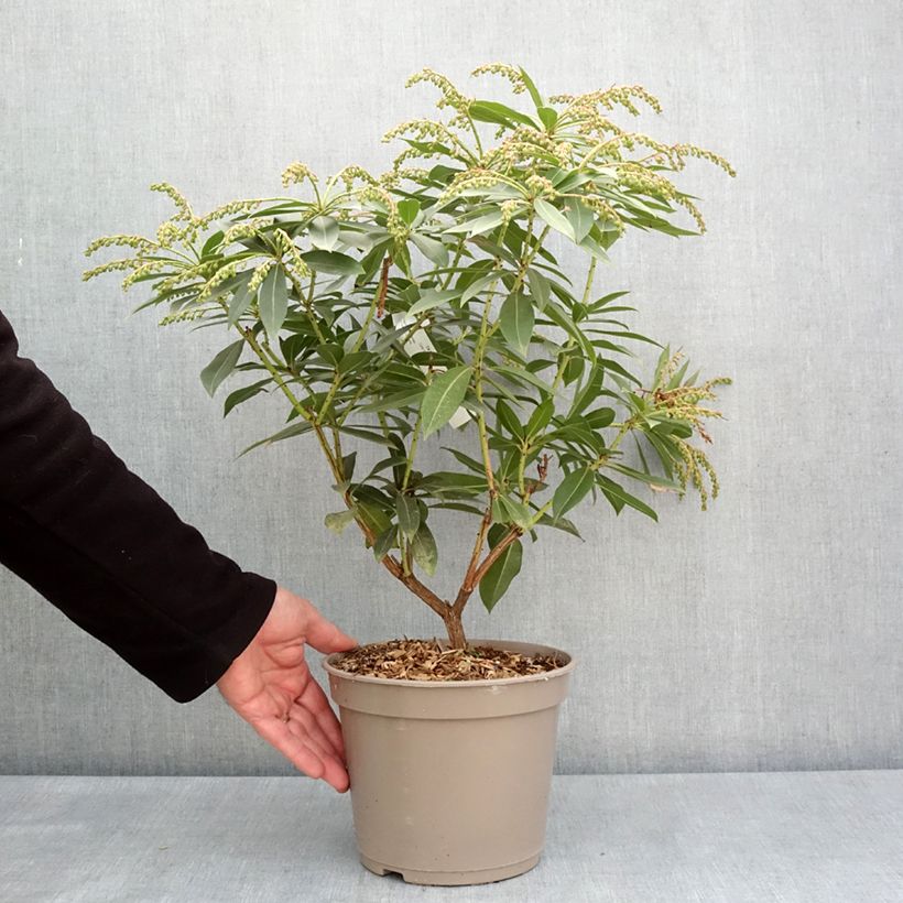 Exemplaar van Pieris formosa var. forrestii - Rotsheide Pot van 4 l/5 l zoals geleverd in de lente