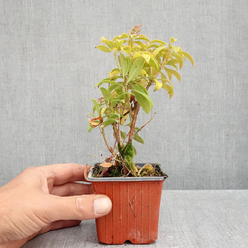 Exemplaar van Pieris japonica Bonfire - Japanse rotsheide Kweekpotje van 8/9 cm zoals geleverd in de herfst