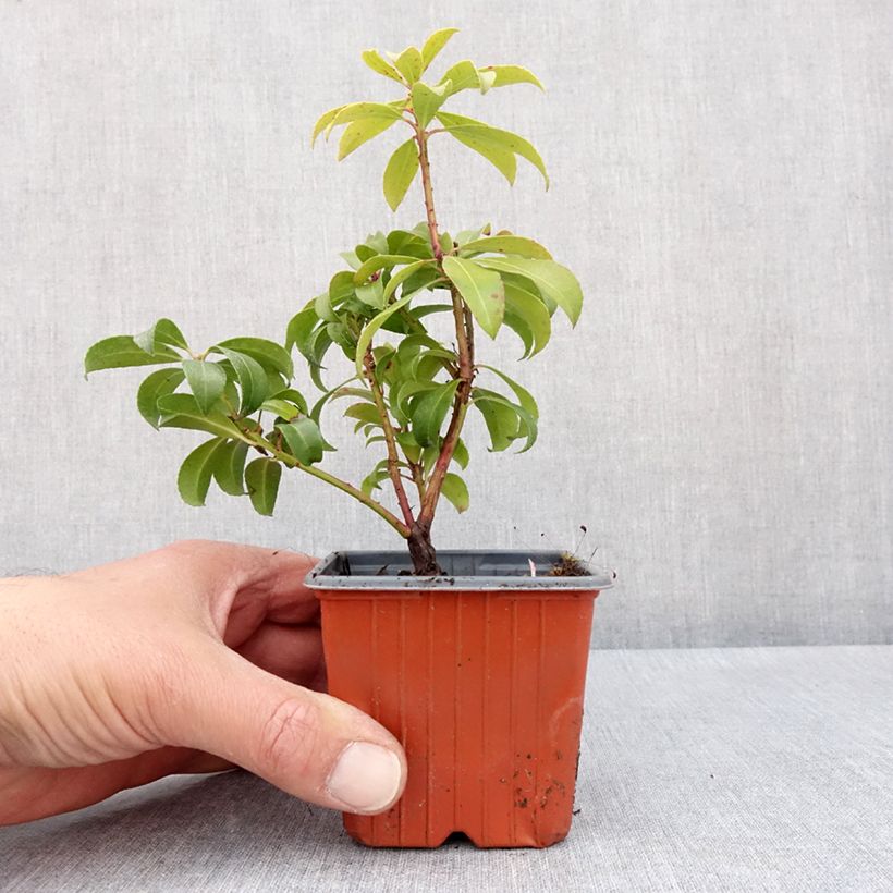 Exemplaar van Pieris japonica Bonfire - Japanse rotsheide Kweekpotje van 8/9 cm zoals geleverd in de lente