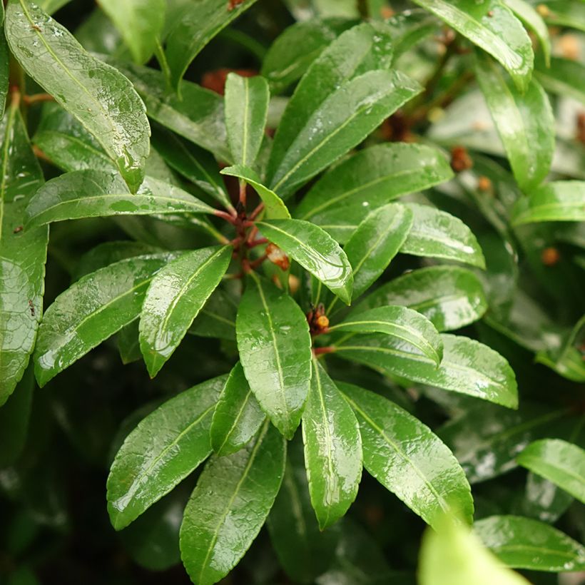 Pieris japonica Bonfire - Japanse rotsheide (Blad)