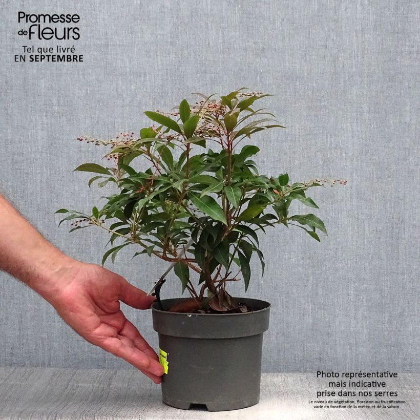 Exemplaar van Pieris japonica Katsura - Japanse rotsheide Pot van 2 l/3 l zoals geleverd in de herfst