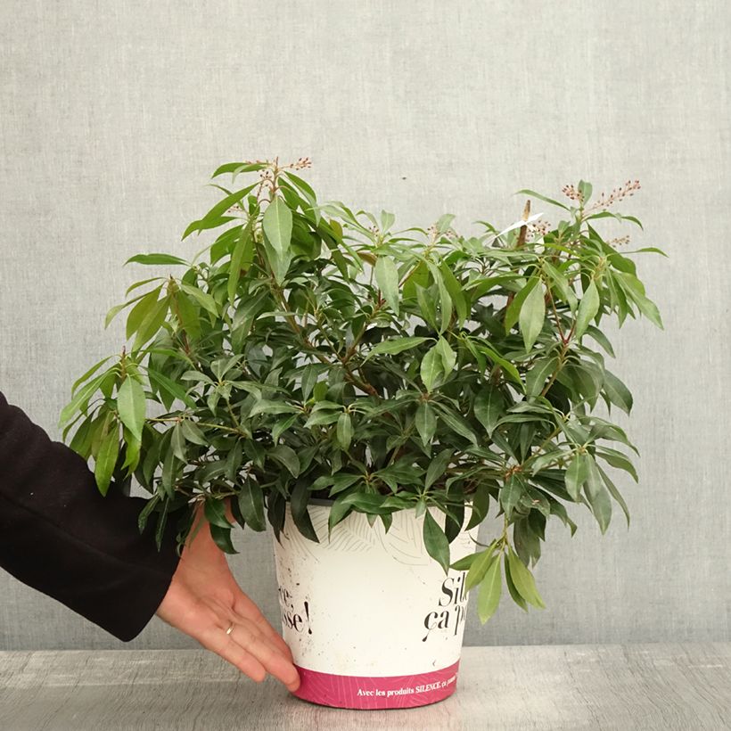 Exemplaar van Pieris japonica Katsura - Japanse rotsheide Pot van 4 l/5 l zoals geleverd in de herfst