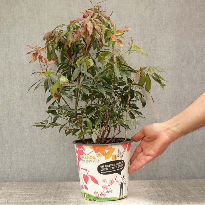 Exemplaar van Pieris japonica Katsura - Japanse rotsheide Pot van 4 l/5 l zoals geleverd in de zomer