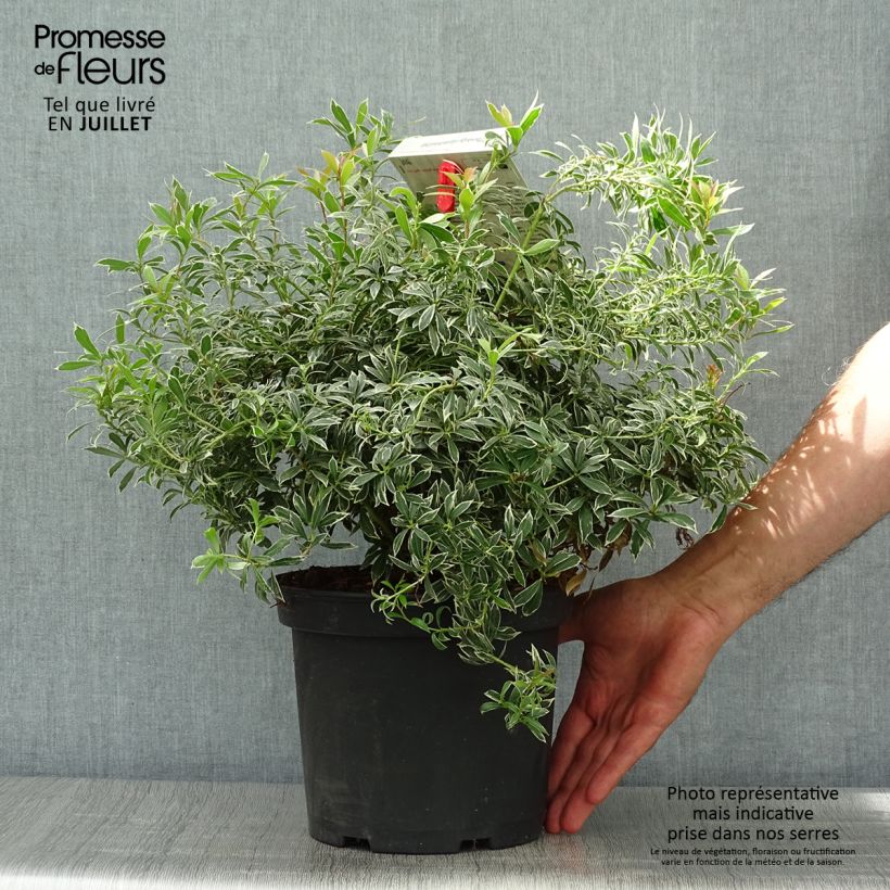 Exemplaar van Pieris japonica Little Heath - Japanse rotsheide Pot van 4 l/5 l zoals geleverd in de zomer