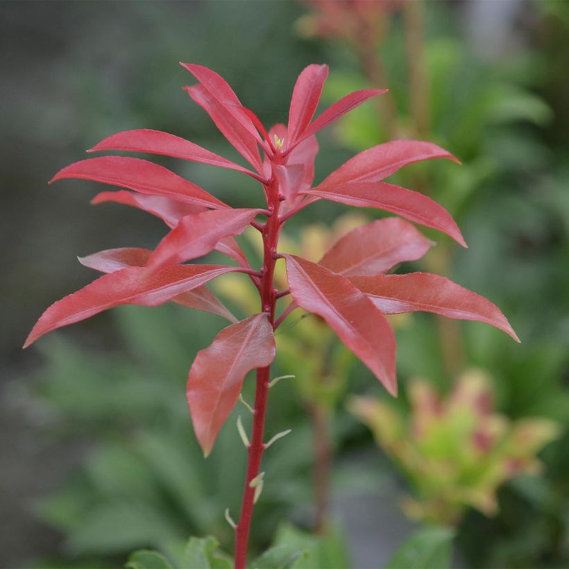 Pieris japonica Mountain Fire - Japanse rotsheide (Blad)