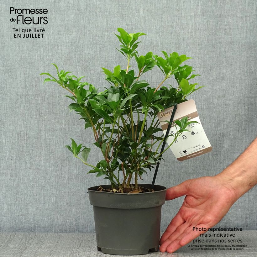 Exemplaar van Pieris japonica Mountain Fire - Japanse rotsheide Pot van 2 l/3 l zoals geleverd in de zomer