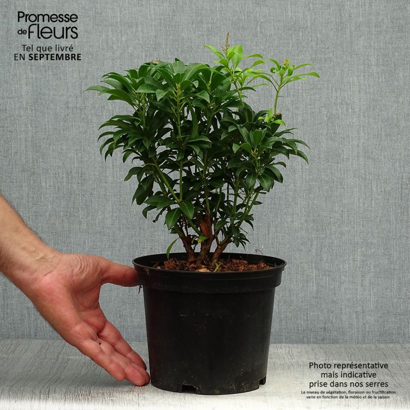 Exemplaar van Pieris japonica Passion - Japanse rotsheide Pot van 2 l/3 l zoals geleverd in de herfst