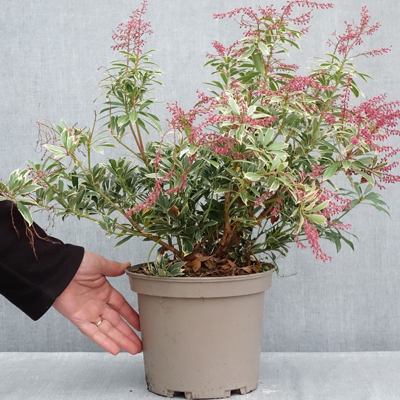 Exemplaar van Pieris japonica Polar Passion - Japanse rotsheide Pot van 2 l/3 l zoals geleverd in de herfst