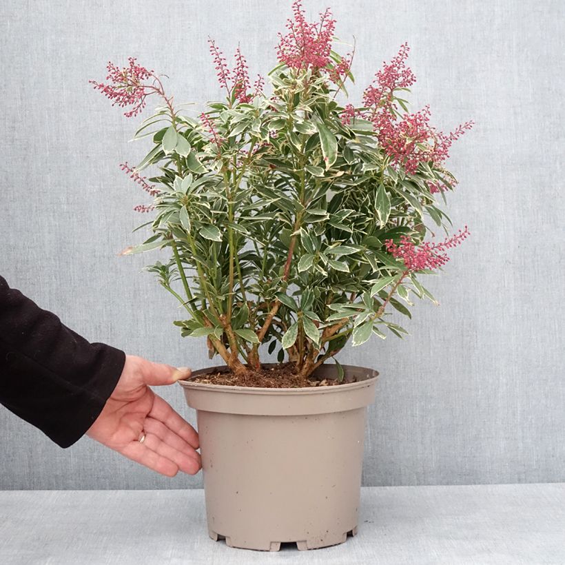 Exemplaar van Andromède du Japon - Pieris japonica Polar passion Pot de 2L/3L zoals geleverd in de winter