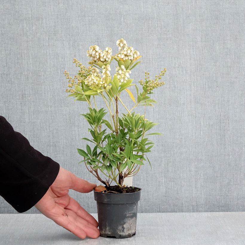 Exemplaar van Pieris japonica Prelude - Japanse rotsheide Kweekpotje van 8/9 cm zoals geleverd in de lente