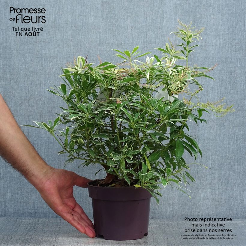 Exemplaar van Pieris japonica Ralto Roze - Japanse rotsheide Pot van 2 l/3 l zoals geleverd in de zomer