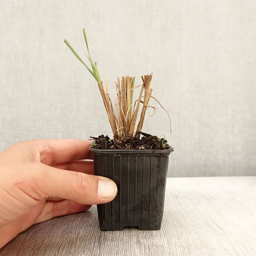 Exemplaar van Andropogon gerardii Blackhawks - Baardgras Kweekpotje van 8/9 cm zoals geleverd in de herfst