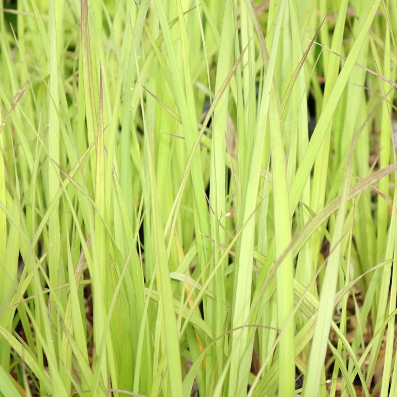 Andropogon gerardii Blackhawks - Baardgras (Blad)