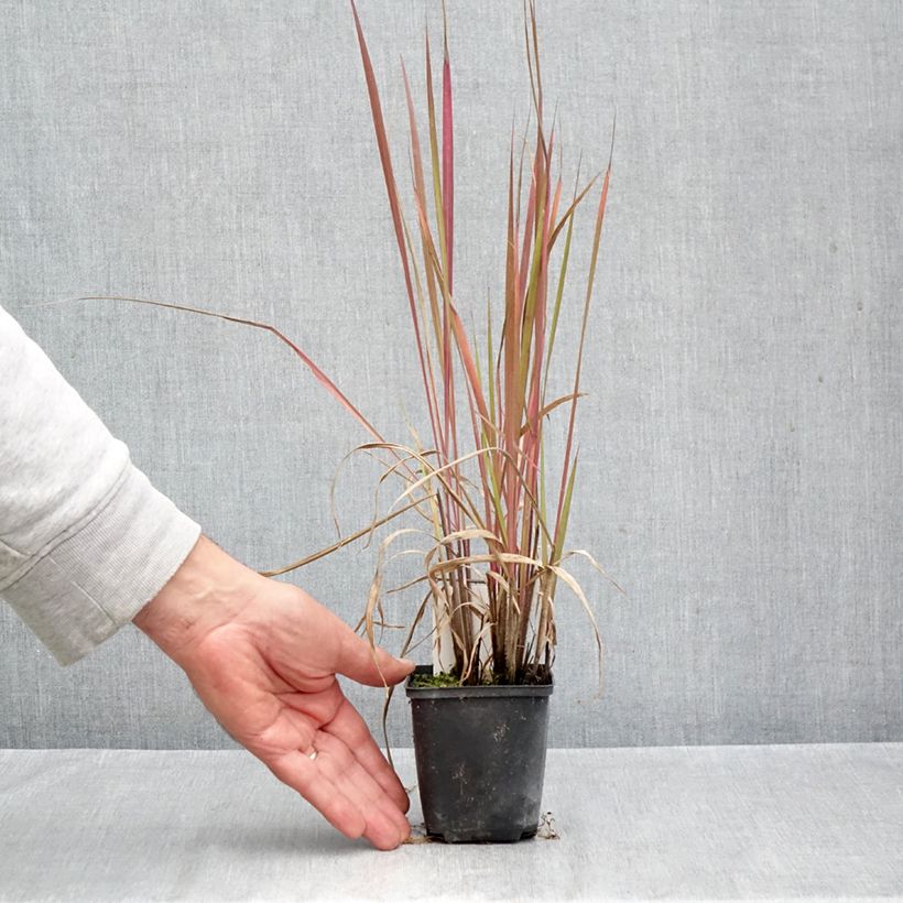 Exemplaar van Andropogon gerardii Red October - Baardgras Kweekpotje van 8/9 cm zoals geleverd in de herfst