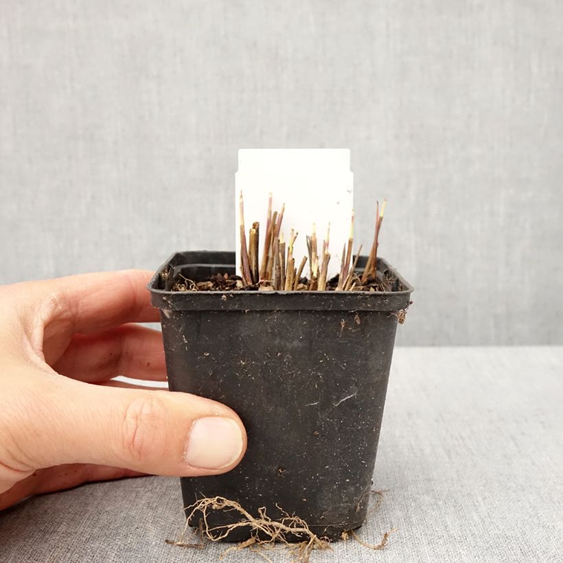 Exemplaar van Andropogon gerardii Red October - Baardgras Kweekpotje van 8/9 cm zoals geleverd in de lente