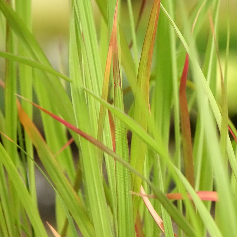 Andropogon hallii Purple Konza - Baardgras (Blad)