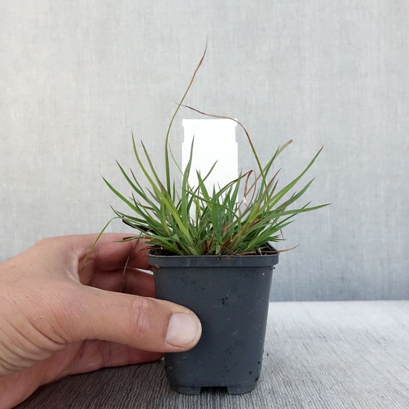 Exemplaar van Andropogon ternarius - Baardgras Kweekpotje van 8/9 cm zoals geleverd in de herfst
