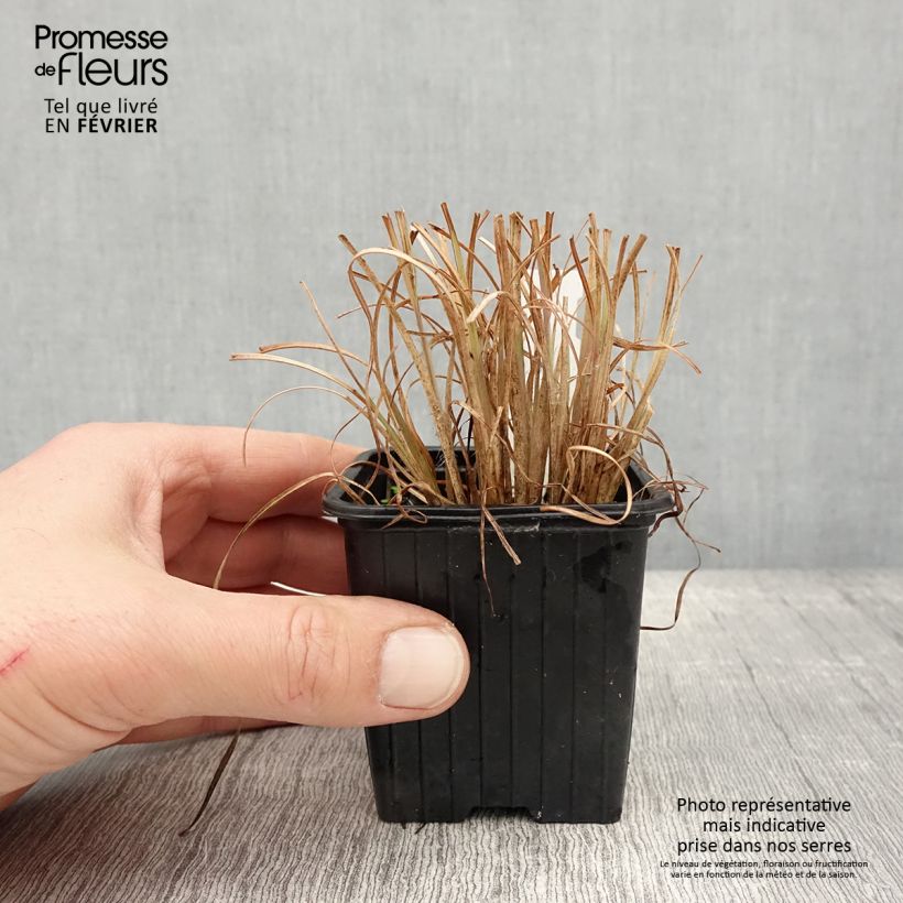 Exemplaar van Andropogon ternarius - Baardgras Kweekpotje van 8/9 cm zoals geleverd in de winter