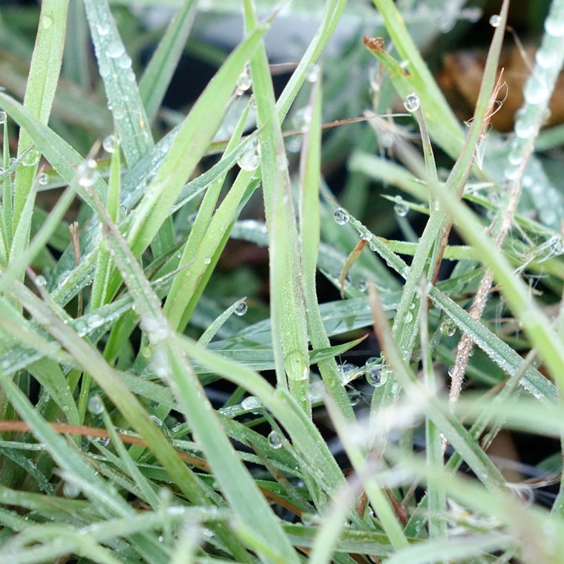 Andropogon ternarius - Baardgras (Blad)