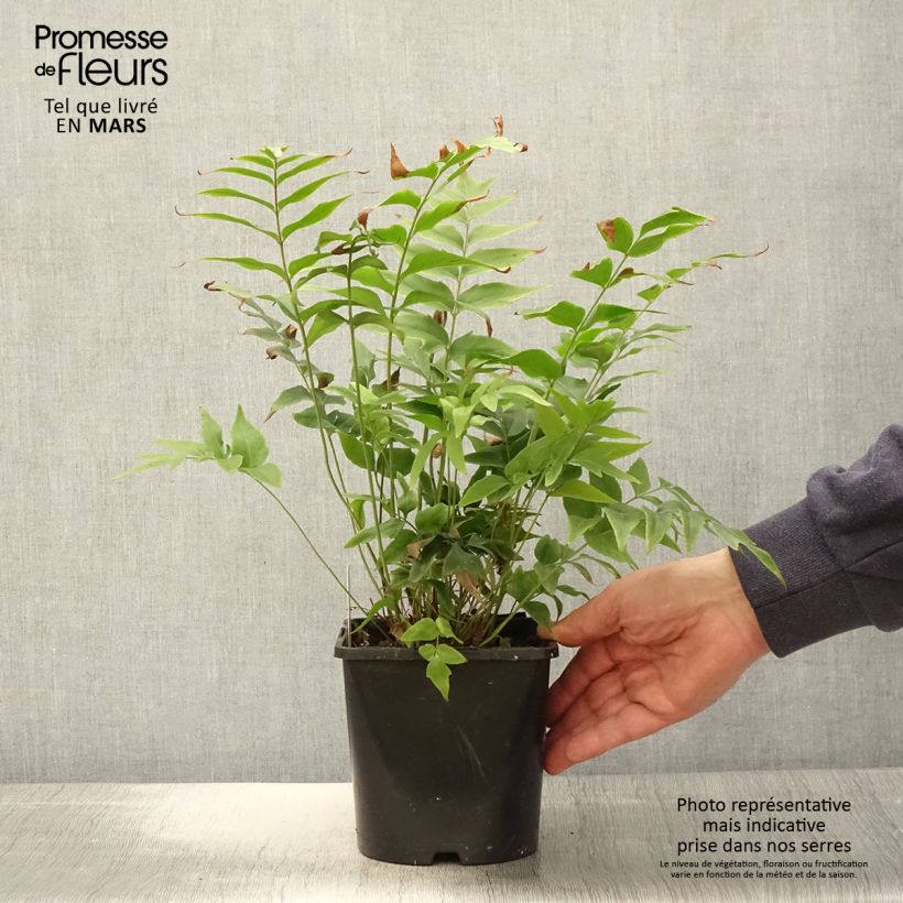 Exemplaar van Anemia mexicana - Mexicaanse varen Pot van 2 l/3 l zoals geleverd in de lente