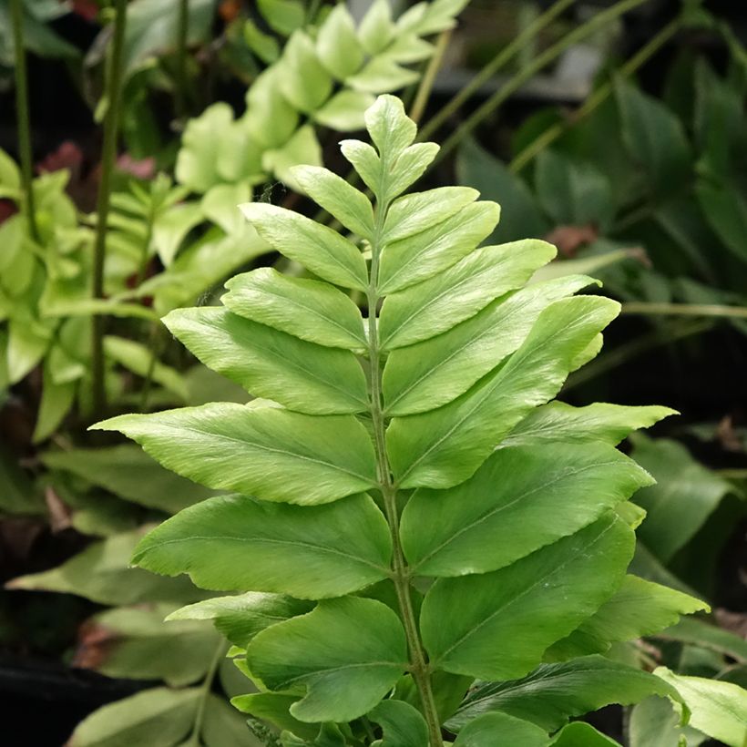 Anemia mexicana - Mexicaanse varen (Blad)