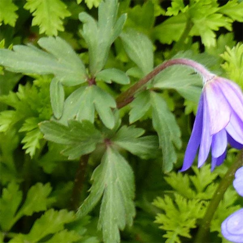 Anemone blanda Blue Shades - Oosterse anemoon (Blad)