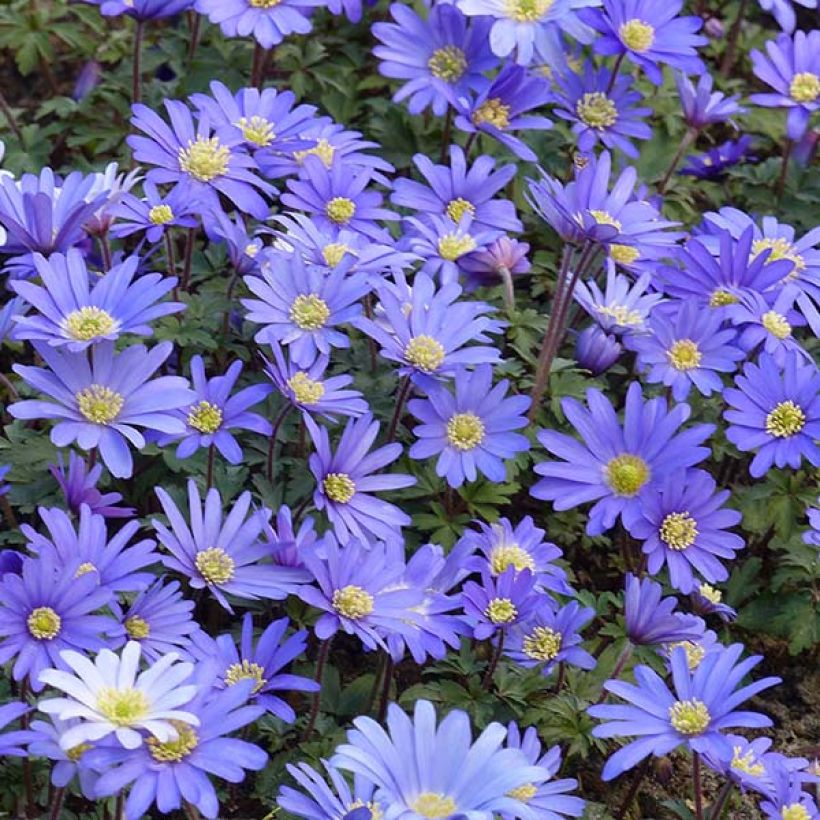 Anemone blanda Blue Shades - Oosterse anemoon (Bloei)