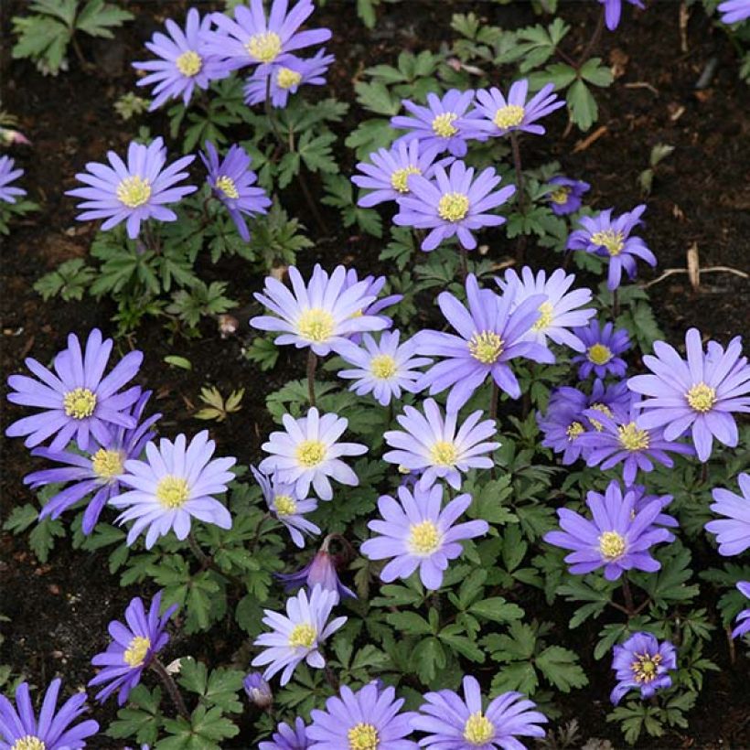 Anemone blanda Blue Shades - Oosterse anemoon (Groeiplaats)