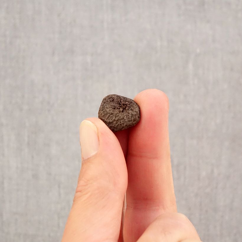 Exemplaar van Anemone blanda Blue Shades - Oosterse anemoon Bol kaliber 5+ zoals geleverd in de herfst