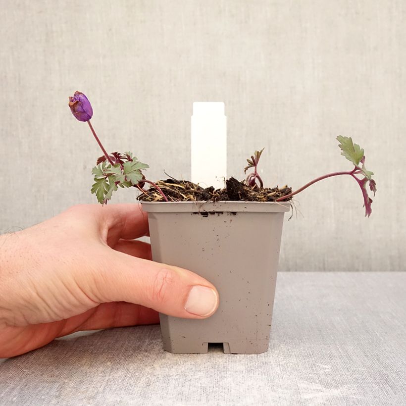 Exemplaar van Anemone blanda Blue Shades - Oosterse anemoon Kweekpotje van 8/9 cm kaliber 5+ zoals geleverd in de winter