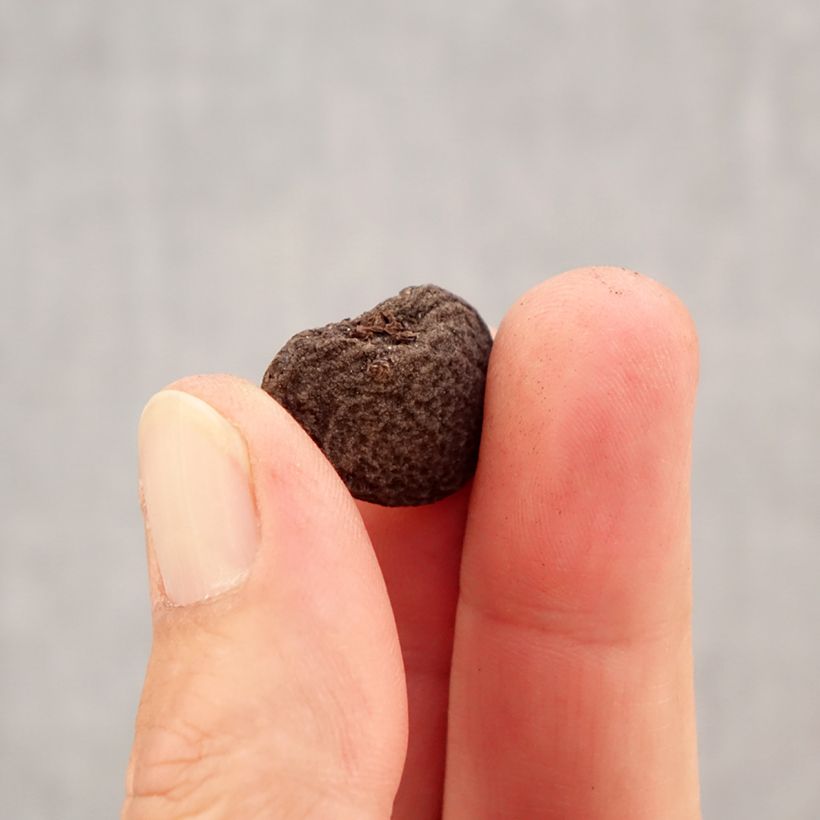 Exemplaar van Anemone blanda Pink Star - Oosterse anemoon Bol kaliber 5+ zoals geleverd in de herfst