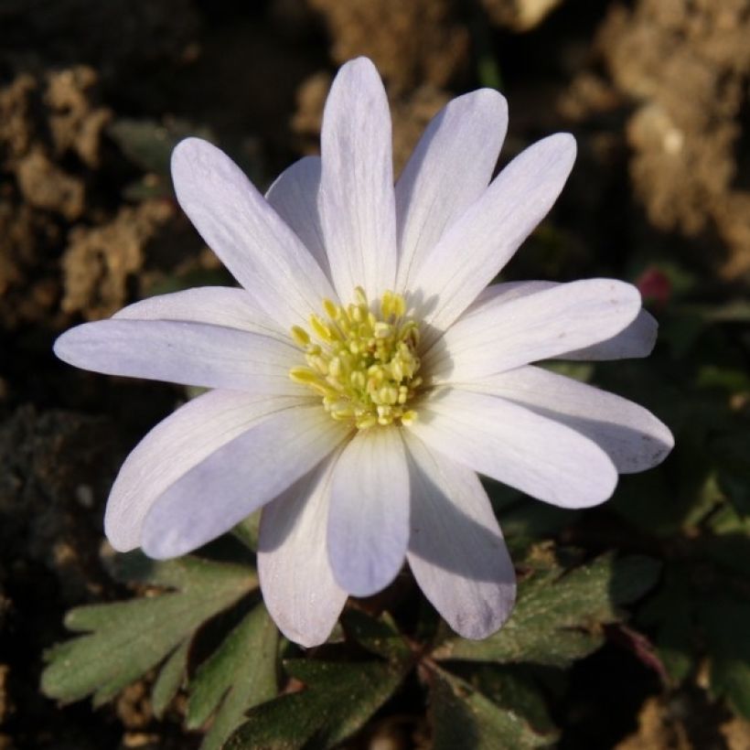 Anemone blanda White Splendour - Oosterse anemoon (Bloei)