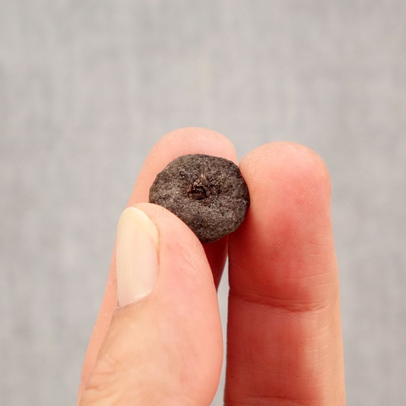 Exemplaar van Anemone blanda White Splendour - Oosterse anemoon Bol kaliber 5 zoals geleverd in de herfst