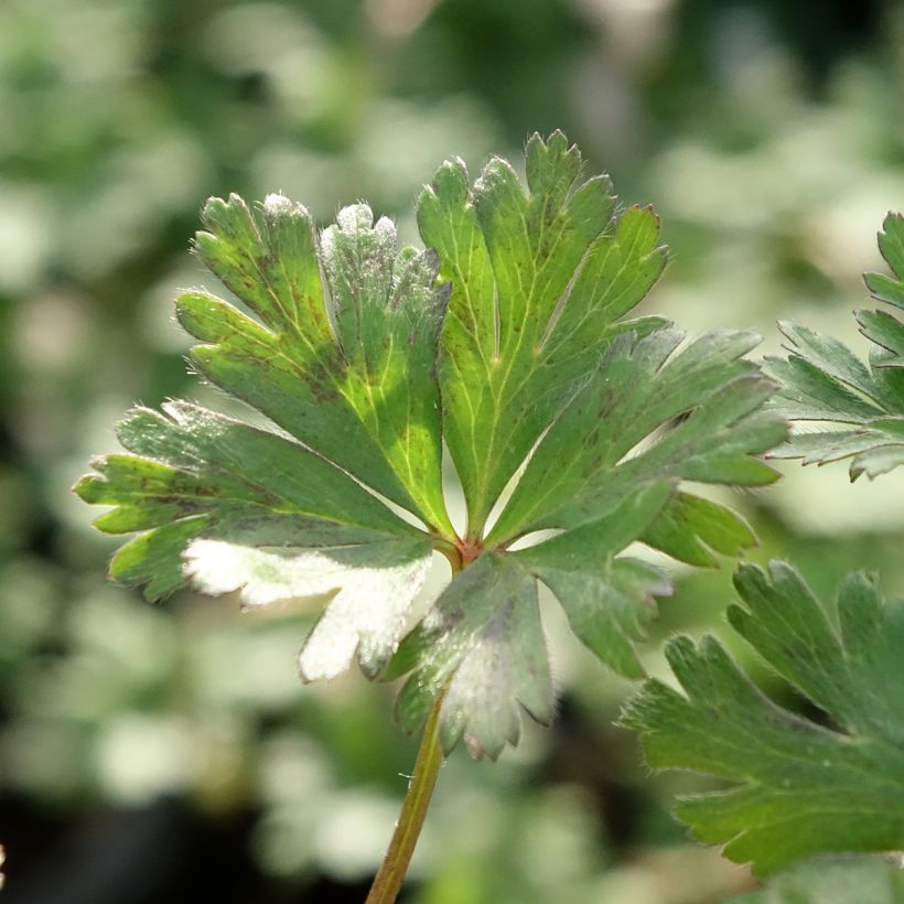 Anemone blanda White Splendour - Oosterse anemoon (Blad)
