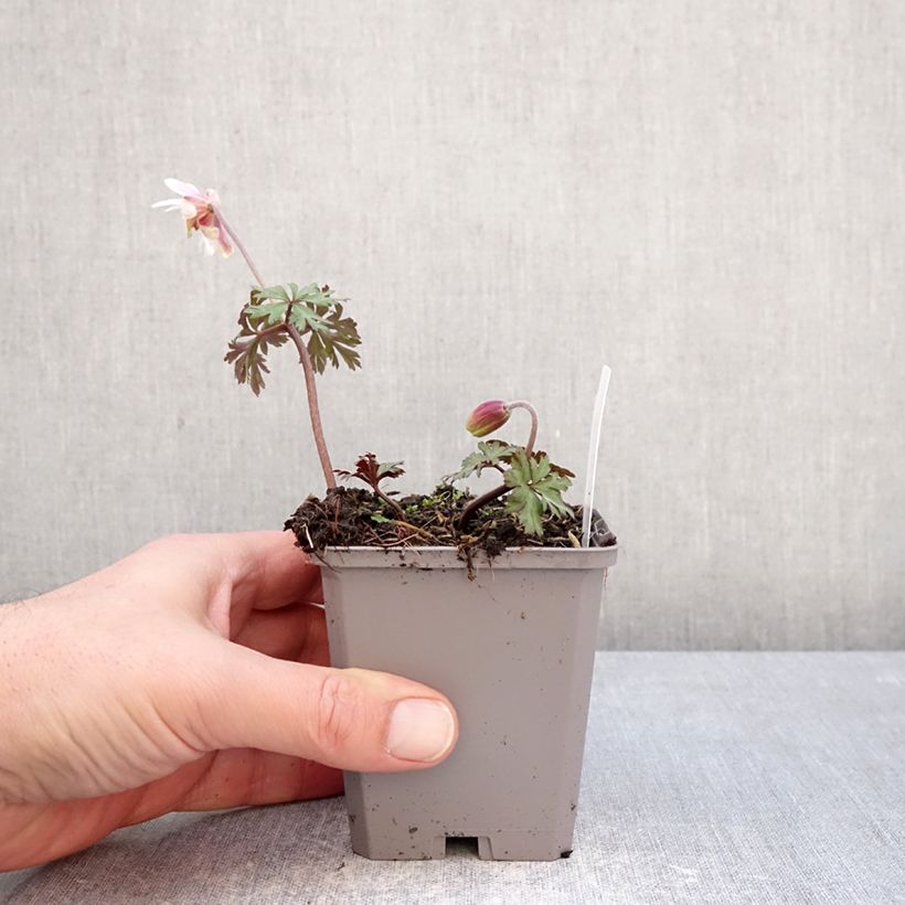 Exemplaar van Anemone blanda White Splendour - Oosterse anemoon Kweekpotje van 8/9 cm kaliber 5+ zoals geleverd in de winter
