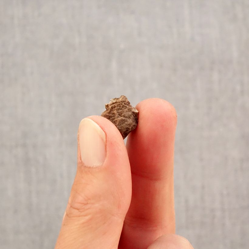 Exemplaar van Anemone coronaria double Admiral - Klaproos-anemoon Bol kaliber 4+ zoals geleverd in de herfst