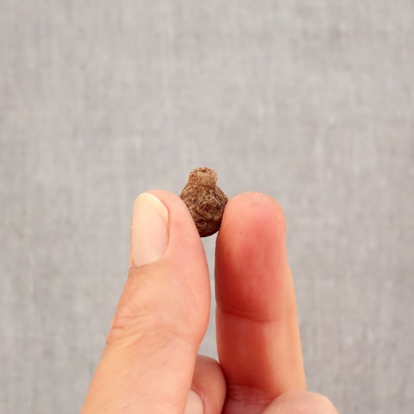 Example of Anemone coronaria Hollandia - Klaproos-anemoon Bol kaliber 5 as you get in automne