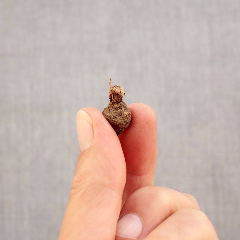 Exemplaar van Anemone coronaria Lord Lieutenant - Klaproos-anemoon Bol kaliber 5 zoals geleverd in de herfst