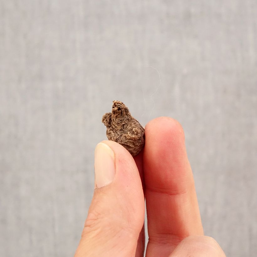 Exemplaar van Anemone coronaria Mr Fokker - Klaproos-anemoon Bol kaliber 5 zoals geleverd in de herfst