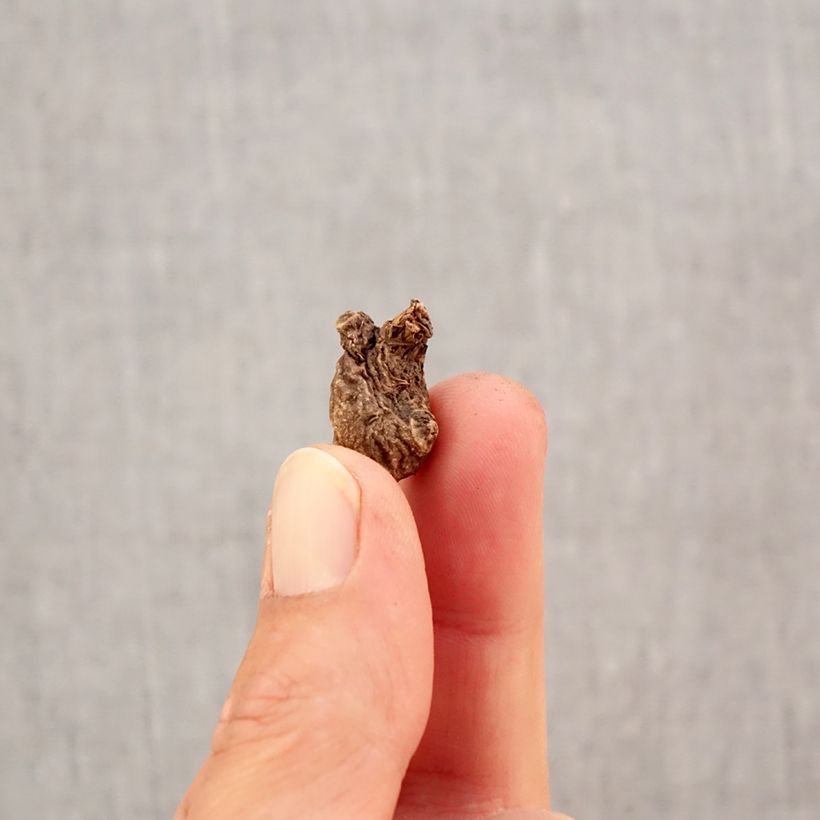 Example of Anemone coronaria St Brigid Mix - Klaproos-anemoon Bol kaliber 5 as you get in automne